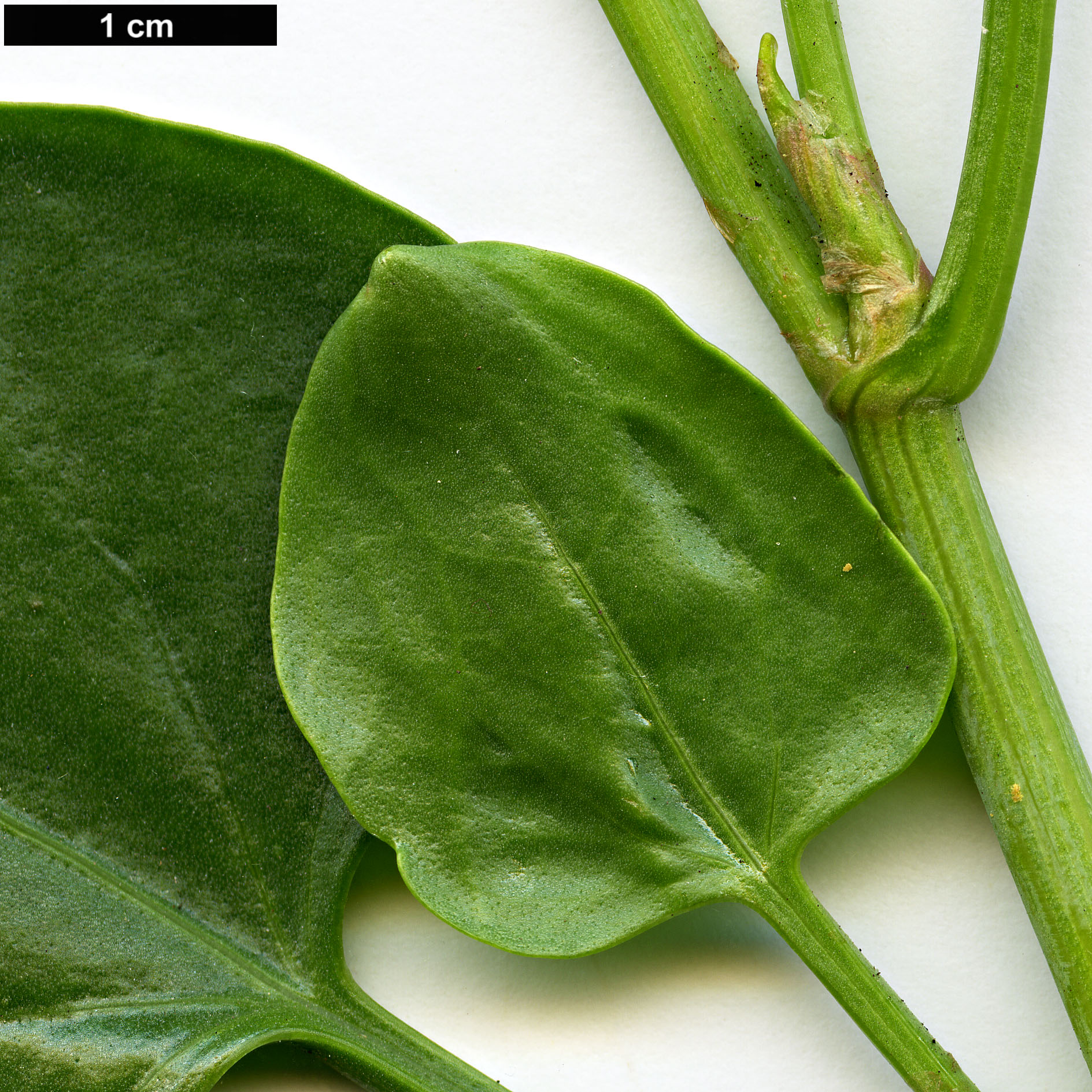 High resolution image: Family: Polygonaceae - Genus: Rumex - Taxon: lunaria
